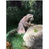 Image 9 : Dr. Doolittle Animatronic Life Size Racoon TV/Movie Props