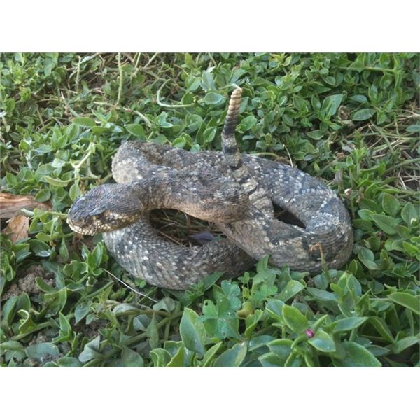 Terminator 3: Rise of the Machines SFX Rattlesnake Puppet Movie Props