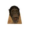 Image 2 : Ed Hero Animatronic Chimpanzee Head
