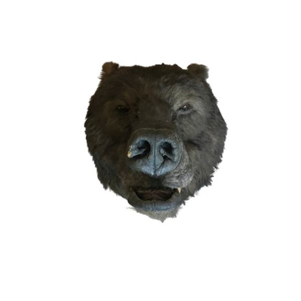 The Edge Grizzly Bear Water Stunt Head Movie Props