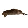 Image 1 : Life Size SFX Beaver Water Version Puppet Movie Props