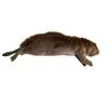 Image 2 : Life Size SFX Beaver Water Version Puppet Movie Props
