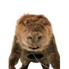 Image 6 : Life Size SFX Beaver Water Version Puppet Movie Props