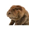 Image 8 : Life Size SFX Beaver Water Version Puppet Movie Props