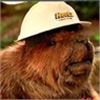 Image 12 : Animatronic Beaver Puppet TV/Movie Props