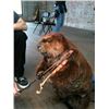 Image 5 : Animatronic Beaver Puppet TV/Movie Props