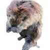 Image 6 : Animatronic Beaver Puppet TV/Movie Props