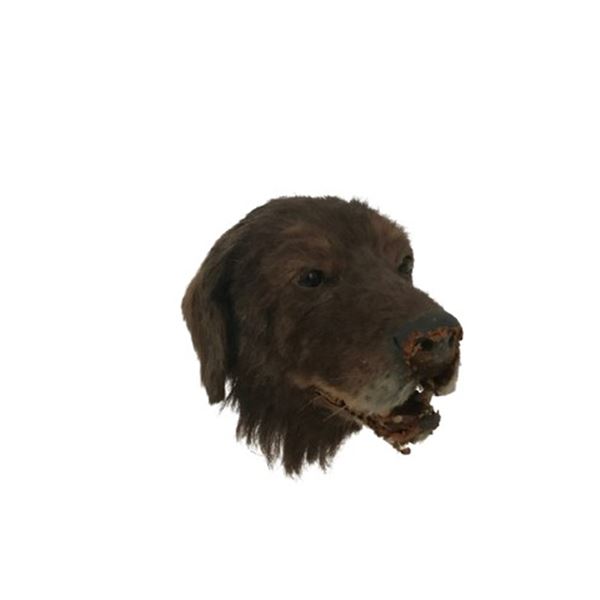Fluke Retriever Dog Head Puppet Movie Props