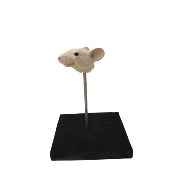 Stuart Little Prototype Mouse Head Movie Props
