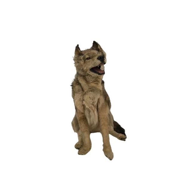 Wolf Animatronic Puppet TV/Movie Props