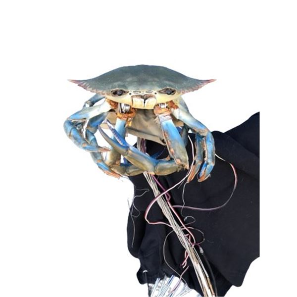 Animatronic Crab Movie/TV Props
