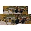 Image 9 : Animatronic Crab Movie/TV Props