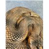 Image 5 : Plaster Chalkware Rattlesnake