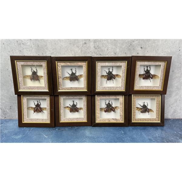 Japanese Rhinoceros Beetles In Frames Entomology