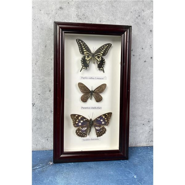 Butterfly Specimens In Frame Entomology