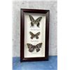 Image 1 : Butterfly Specimens In Frame Entomology