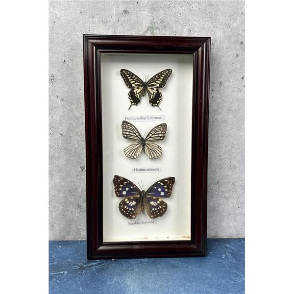 Butterfly Specimens In Frame Entomology