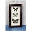 Image 1 : Butterfly Specimens In Frame Entomology