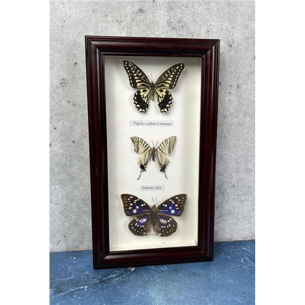 Butterfly Specimens In Frame Entomology