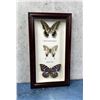 Image 1 : Butterfly Specimens In Frame Entomology