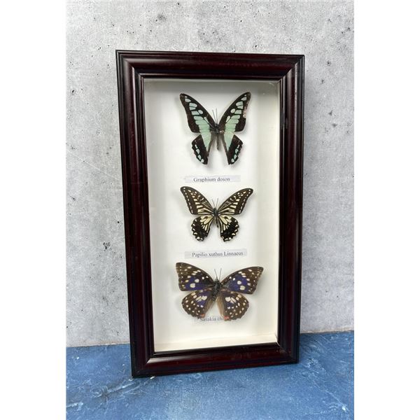 Butterfly Specimens In Frame Entomology