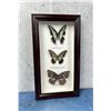 Image 1 : Butterfly Specimens In Frame Entomology