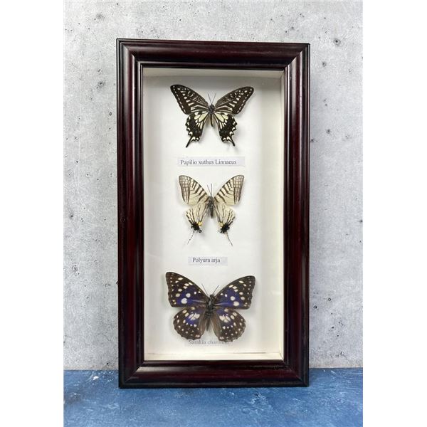 Butterfly Specimens In Frame Entomology