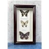 Image 1 : Butterfly Specimens In Frame Entomology