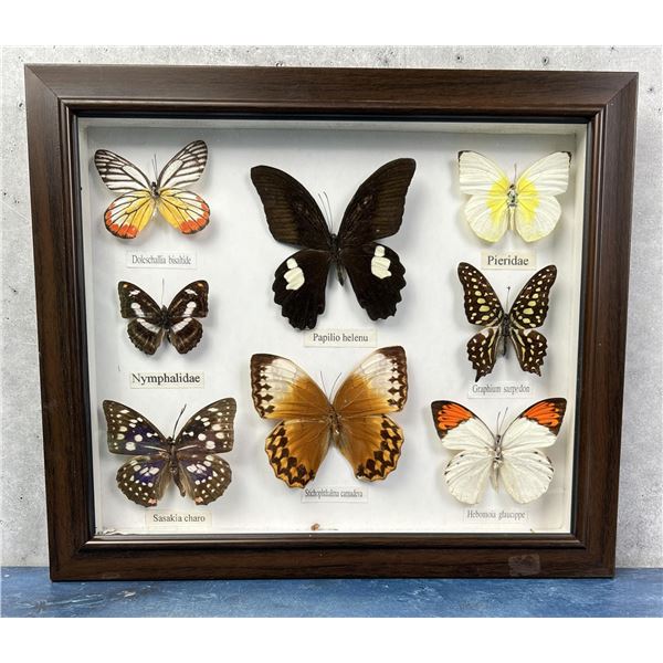 Butterfly Specimens In Frame Entomology