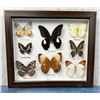 Image 1 : Butterfly Specimens In Frame Entomology