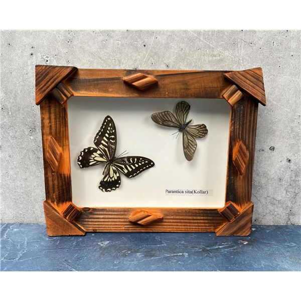 Parantica sita Kollar Butterfly Specimens in Frame