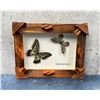 Image 1 : Parantica sita Kollar Butterfly Specimens in Frame