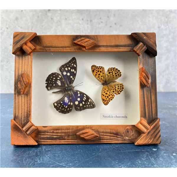 Sasakia charonda Butterfly Specimens Entomology