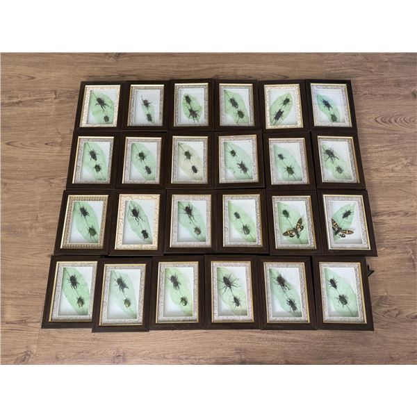 Framed Insect Specimens Entomology