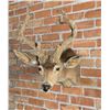 Image 2 : Mule Deer in Velvet Taxidermy Mount
