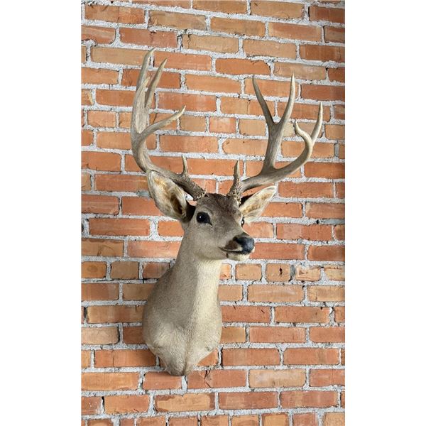 Montana Taxidermy Mule Deer Mount