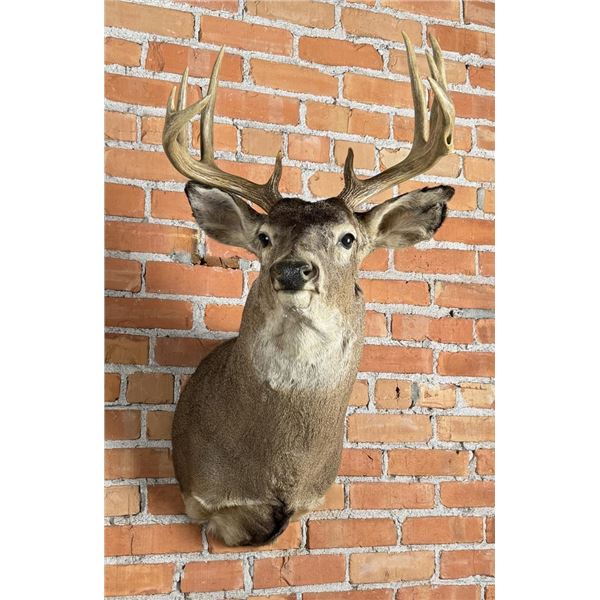 Montana Taxidermy Whitetail Deer Mount