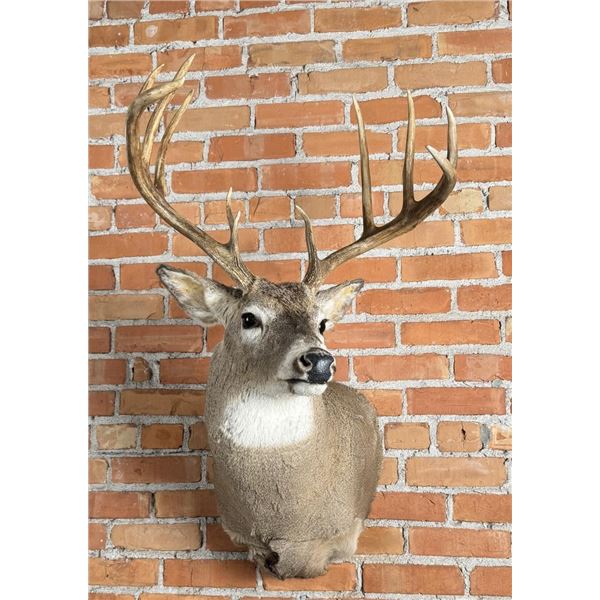 Montana Taxidermy Mule Deer Mount