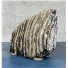 Image 1 : Fossil Wooly Mammoth Tooth Bookends