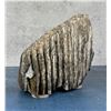 Image 2 : Fossil Wooly Mammoth Tooth Bookends