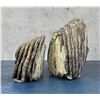 Image 3 : Fossil Wooly Mammoth Tooth Bookends