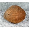 Image 1 : Bivalve Brachiopod Fossil Specimen