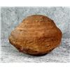Image 2 : Bivalve Brachiopod Fossil Specimen