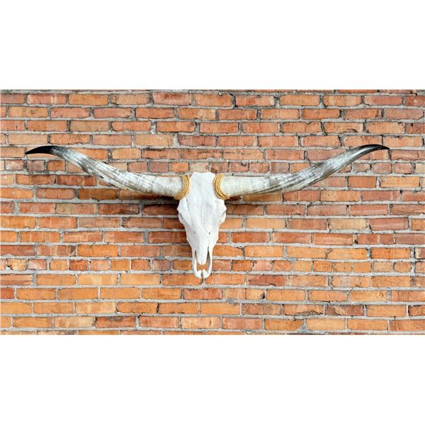 Texas Long Horn Steer Skull