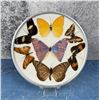 Brazilian Entomological Butterfly Display
