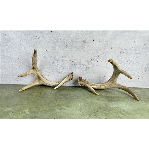Montana Whitetail Deer Shed Horns