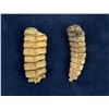 Image 1 : Montana Diamondback Rattlesnake Snake Rattles