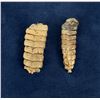 Image 2 : Montana Diamondback Rattlesnake Snake Rattles