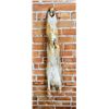 Image 2 : Beautiful Kit Fox Fur Pelt Taxidermy
