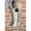 Image 3 : Beautiful Alaskan Lynx Fur Pelt Taxidermy